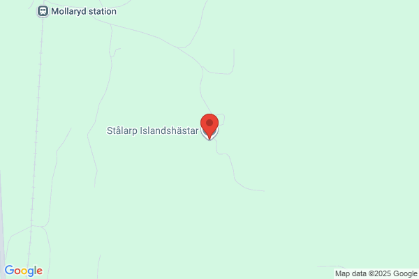 Omhälla Islandshästar