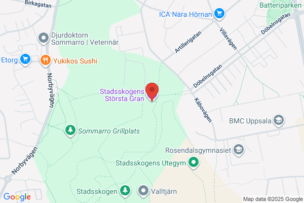 Skogsviolen